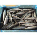 Chinese Frozen Bonito